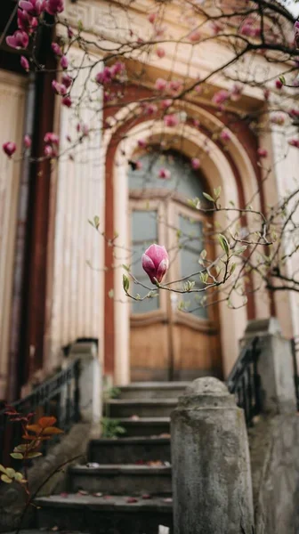 Eine Vertikale Aufnahme Einer Kleinen Rosafarbenen Magnolienblüte Einem Selektiven Fokus — Stockfoto
