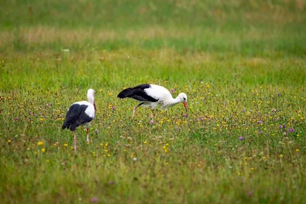 Ein Storchenpaar Auf Einem Feld — Stockfoto