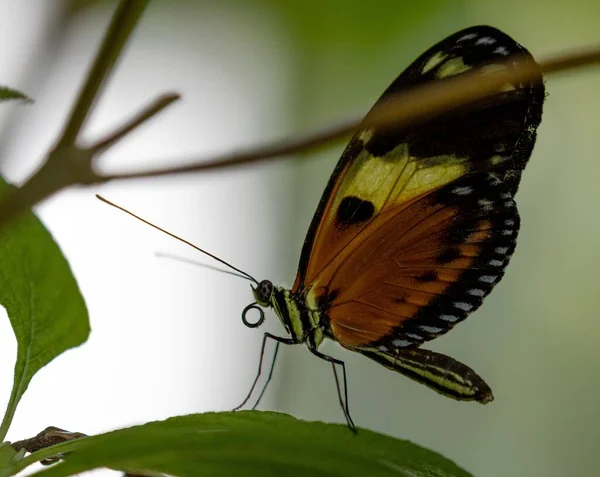 植物上のメカニズム蝶のクローズアップショット — ストック写真