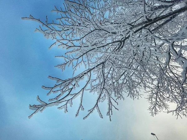 Closeup Leafless Tree Branches Covered Hoarfrost Winter Blue Sky — Stock Photo, Image