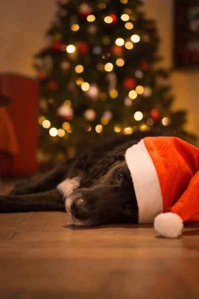 Ein Süßer Hund Mit Nikolausmütze Weihnachten — Stockfoto