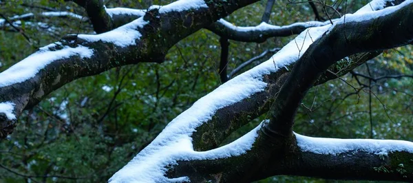 Panoramautsikt Närbild Snötäckta Trädgrenar Fångas Trädgård Vintern — Stockfoto