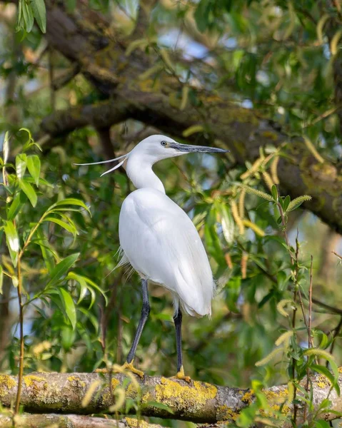 Vertical Shot Great White Egret Perched Wooden Branch Forest Sunlight — Stock Photo, Image