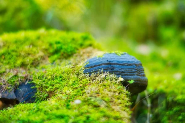 Thüringen Ormanı Nda Yetişen Polypore Mantarlarının Yakın Plan Çekimi — Stok fotoğraf