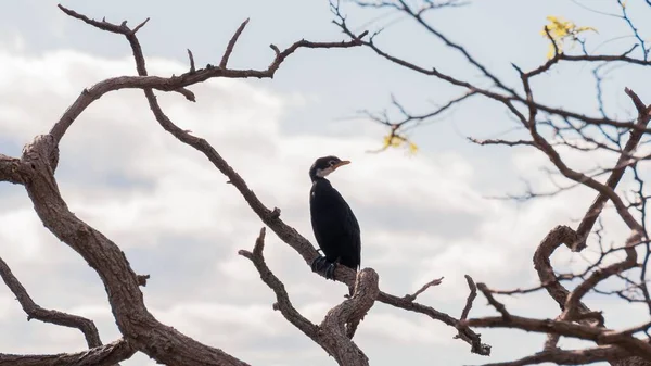 Low Angle Closeup Shot Great Cormorant Bird Tree Branch Sunny — Stock Photo, Image