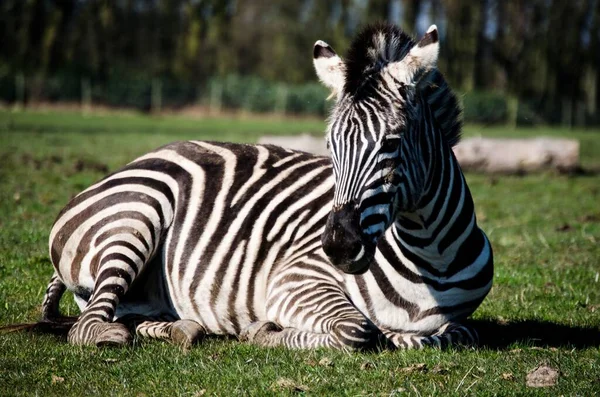 Close Uma Zebra Hippotigris Sentado Grama Parque — Fotografia de Stock