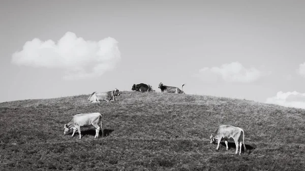 Una Manada Vacas Pastando Una Exuberante Ladera Vorarlberg Austria — Foto de Stock