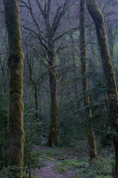 森林的一个垂直镜头 — 图库照片