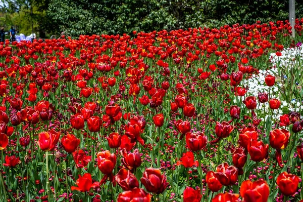 Landschaftlich Reizvolles Feld Aus Leuchtend Roten Tulpen — Stockfoto