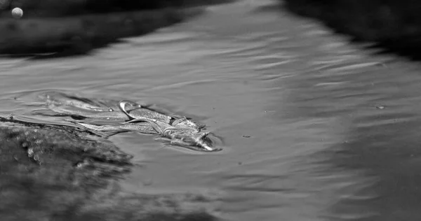 Een Grijswaarden Uitzicht Van Een Krokodil Onderwater — Stockfoto