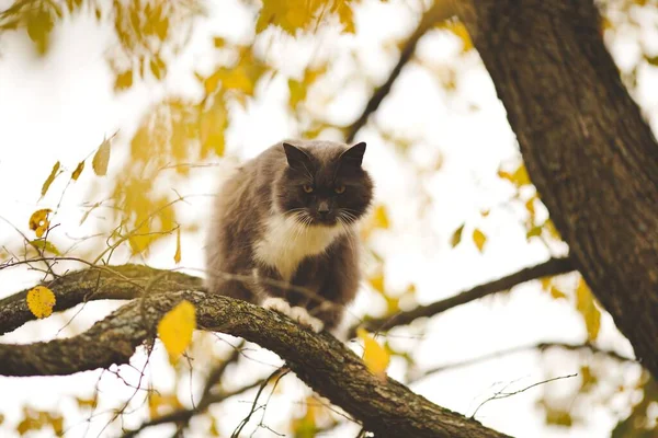 Close Gato Peludo Galho Árvore Outono — Fotografia de Stock