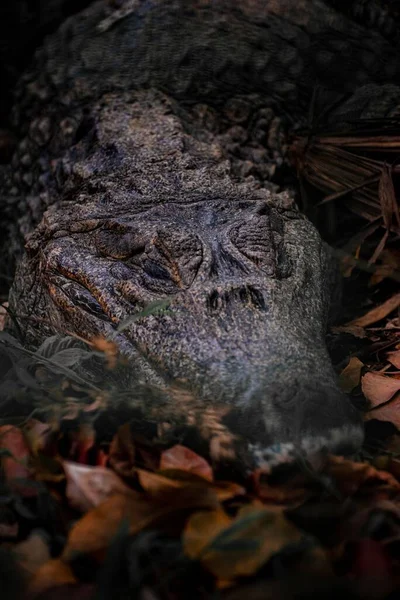 Vertical Closeup Crocodile — Stock Photo, Image