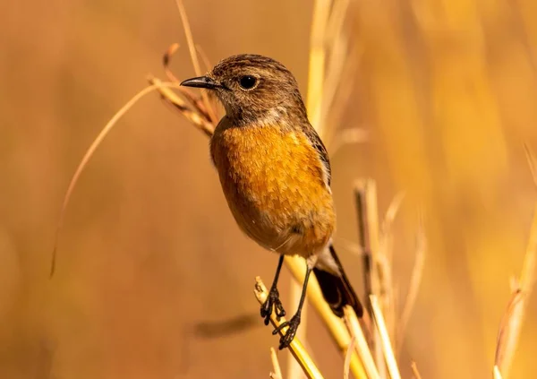 Female Stonechat Looking Looking Insects Eat — Stock Photo, Image
