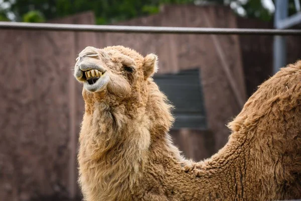 Camel Dans Zoo Sydney Broie Ses Dents Dans Affichage Humoristique — Photo