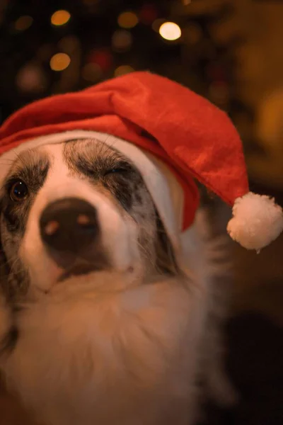 Câine Drăguț Purtând Pălărie Moș Crăciun Crăciun — Fotografie, imagine de stoc