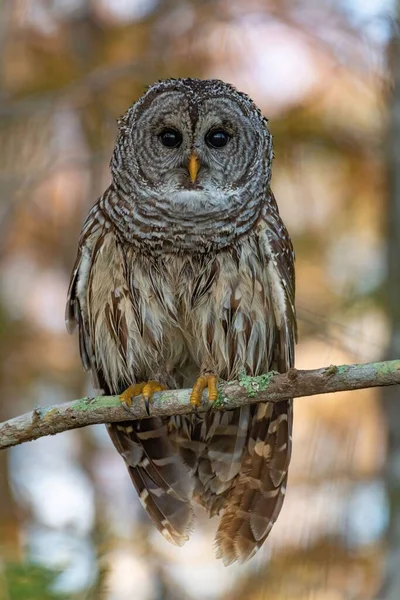 一张美丽的Barred Owl Strix Varia 躺在树上看着摄像机的垂直照片 — 图库照片