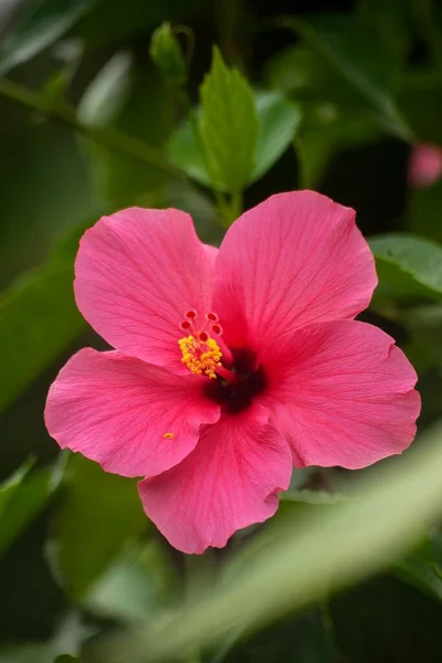 Вертикальный Снимок Розового Цветка Гибискуса — стоковое фото