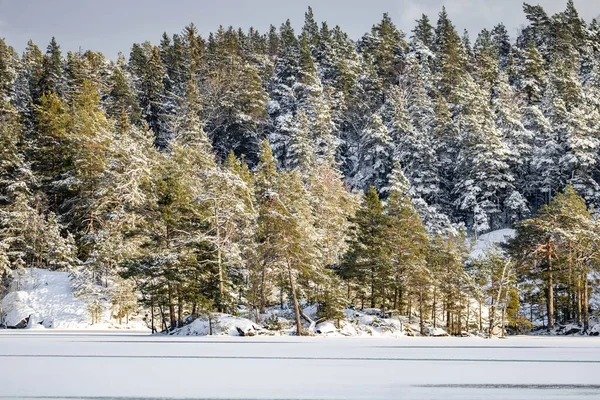 Paisaje Invernal Bosque Sueco Mágico Con Árboles Blancos Hermoso Fondo —  Fotos de Stock