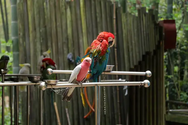 Par Papagaios Bonitos Empoleirados Uma Cerca — Fotografia de Stock