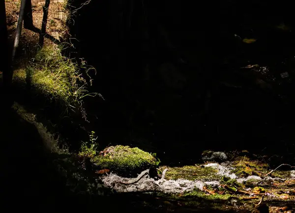 Gros Plan Rivière Dans Une Forêt Par Une Journée Ensoleillée — Photo