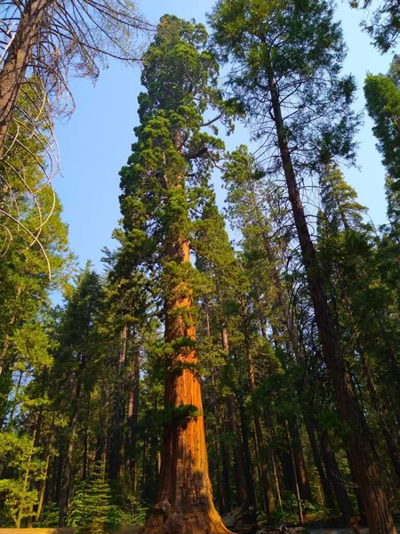 在阳光下垂直拍摄的高大的森林树 — 图库照片