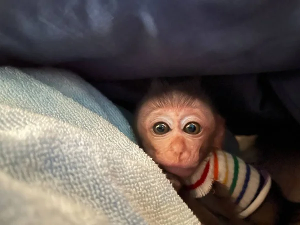 Closeup Cute Baby Monkey Cercopithecidae Colorful Dress — Stock Photo, Image