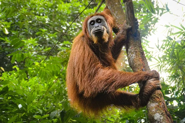 Низкий Угол Обзора Самки Взрослого Суматранского Орангутана Pongo Abelii Замеченного — стоковое фото