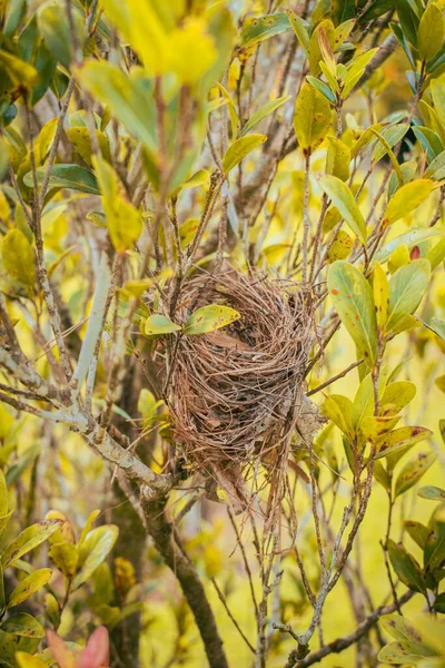 Una Vista Ravvicinata Nido Uccelli Albero Colore Giallo — Foto Stock