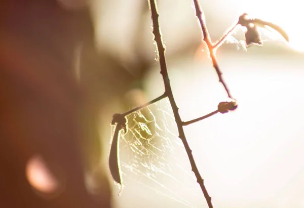 Eine Selektive Fokusaufnahme Eines Spinnennetzes Einem Zweig — Stockfoto