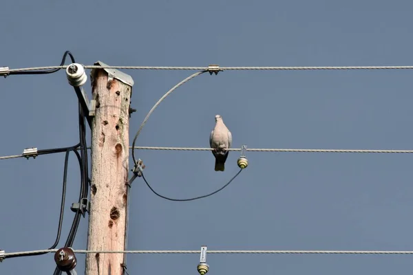 青い空に向かって電線に突き刺さった鳩 — ストック写真