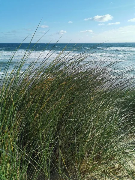 Eine Vertikale Aufnahme Von Grünem Gras Strand Mit Blauem Meer — Stockfoto