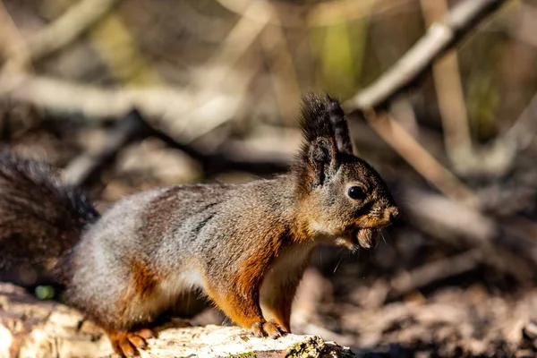 속에서 맛있는 먹이를 즐기고 귀여운 다람쥐의 — 스톡 사진