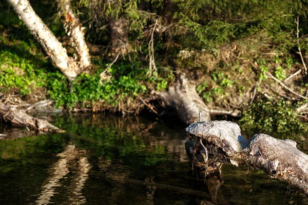 Ένα Κούτσουρο Σημάδια Κάστορα Ένα Ποτάμι Κάτω Από Φως Του — Φωτογραφία Αρχείου