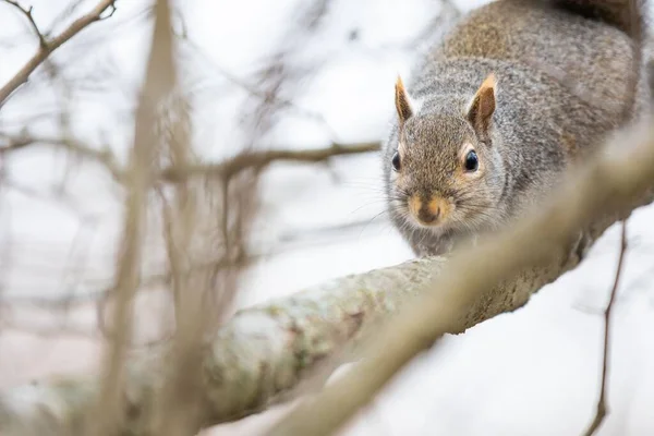 Ein Eichhörnchen Sitzt Auf Einem Ast Vor Verschwommenem Hintergrund — Stockfoto