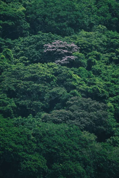 緑の葉で覆われた緑豊かな木々の垂直風光明媚なドローンショット — ストック写真