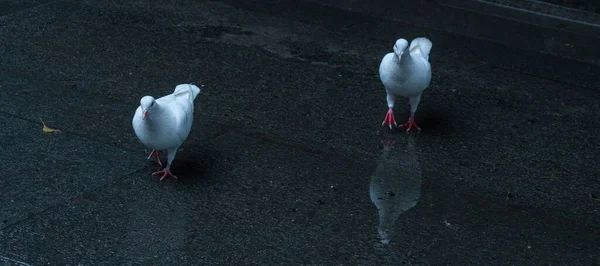 Plan Panotamique Deux Pigeons Domestiques Blancs — Photo