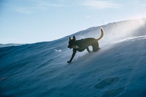 Cão Labrador Retriever Preto Correndo Neve Dia Ensolarado — Fotografia de Stock