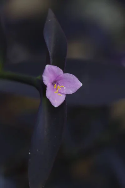 Vertical Shot Purple Wandering Jew Setcreasea Blossom — Stock Photo, Image