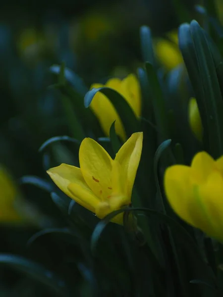 Вертикальный Снимок Цветущих Саду Желтых Крокусов — стоковое фото