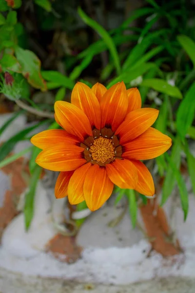 Ένα Κάθετο Κοντινό Πλάνο Ενός Πορτοκαλιού Λουλουδιού Γαζανίας — Φωτογραφία Αρχείου