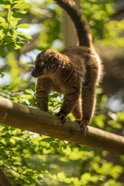 Vertical Shot Cute Common Brown Lemur Branch — Stock Photo, Image