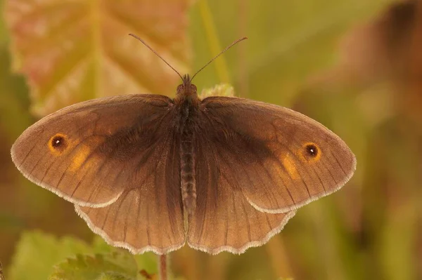 Naturalne Zbliżenie Łące Brązowy Motyl Maniola Jurtina Półotwartymi Skrzydłami Siedzi — Zdjęcie stockowe