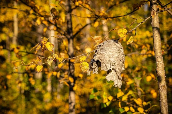 Ağaçtan Sarkan Kırık Bir Arı Kovanı Arkaplanda Sarı Yapraklar Var — Stok fotoğraf