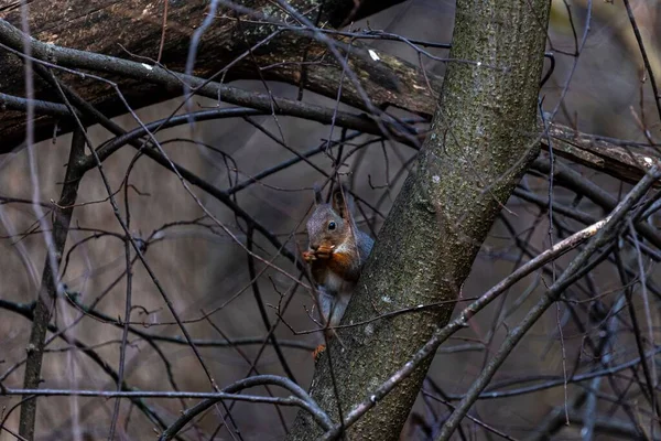 Gros Plan Adorable Écureuil Sur Une Branche Arbre Dans Parc — Photo