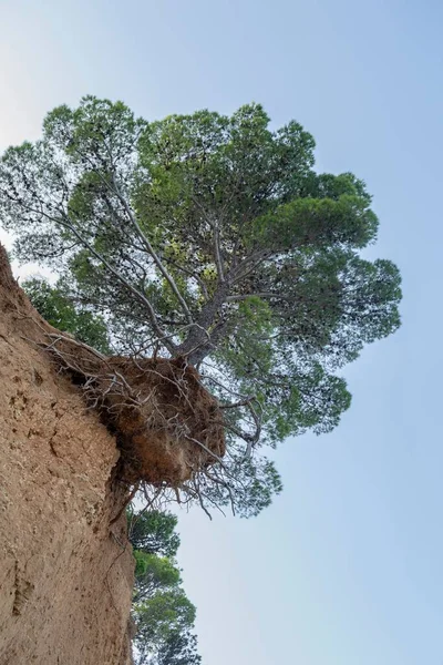 Plano Vertical Famoso Pino Colgante Sobre Playa Roja Podbrizi Vrgada — Foto de Stock