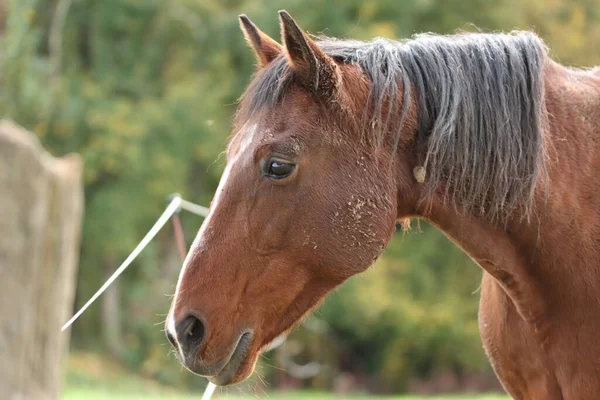 Bel Cavallo Bruno Con Gli Alberi Verdi Sullo Sfondo Sfocato — Foto Stock