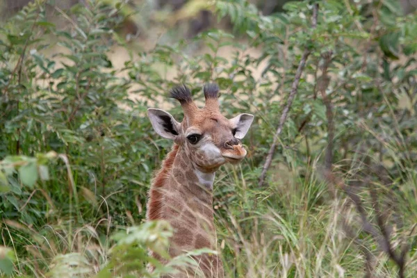 Ritratto Una Giraffa Nel Parco Hluhluwe Imfolozi Kwazulu Natal Sud — Foto Stock