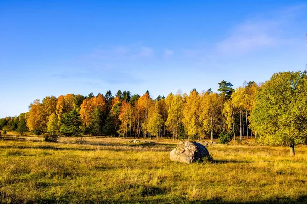 スウェーデンの森の中の青空を背景に 金色のフィールドと秋の木々が美しい風景 — ストック写真
