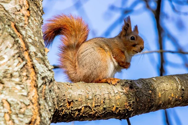 在阳光灿烂的日子里 一只松鼠坐在树枝上的特写照片 — 图库照片