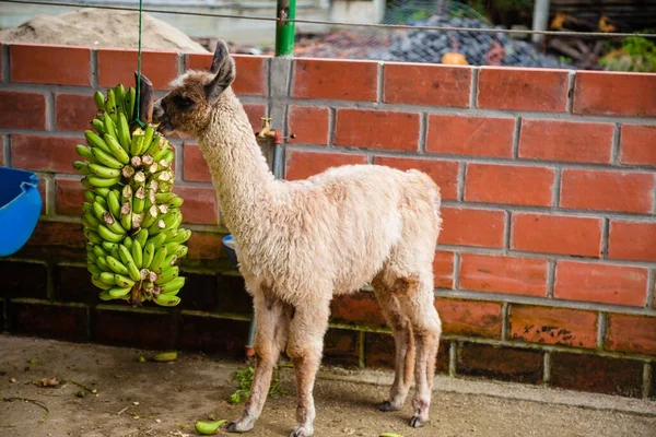 Egy Aranyos Alpaka Barna Arccal Fehér Szőrmével Banánt Eszik Állatkertben — Stock Fotó